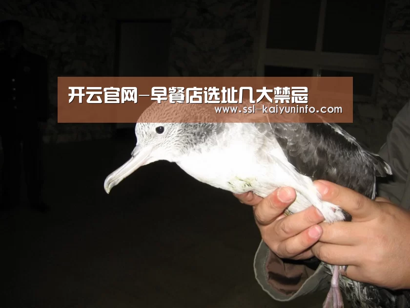 开云体育官网